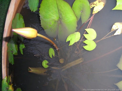 Potted Nymphaea